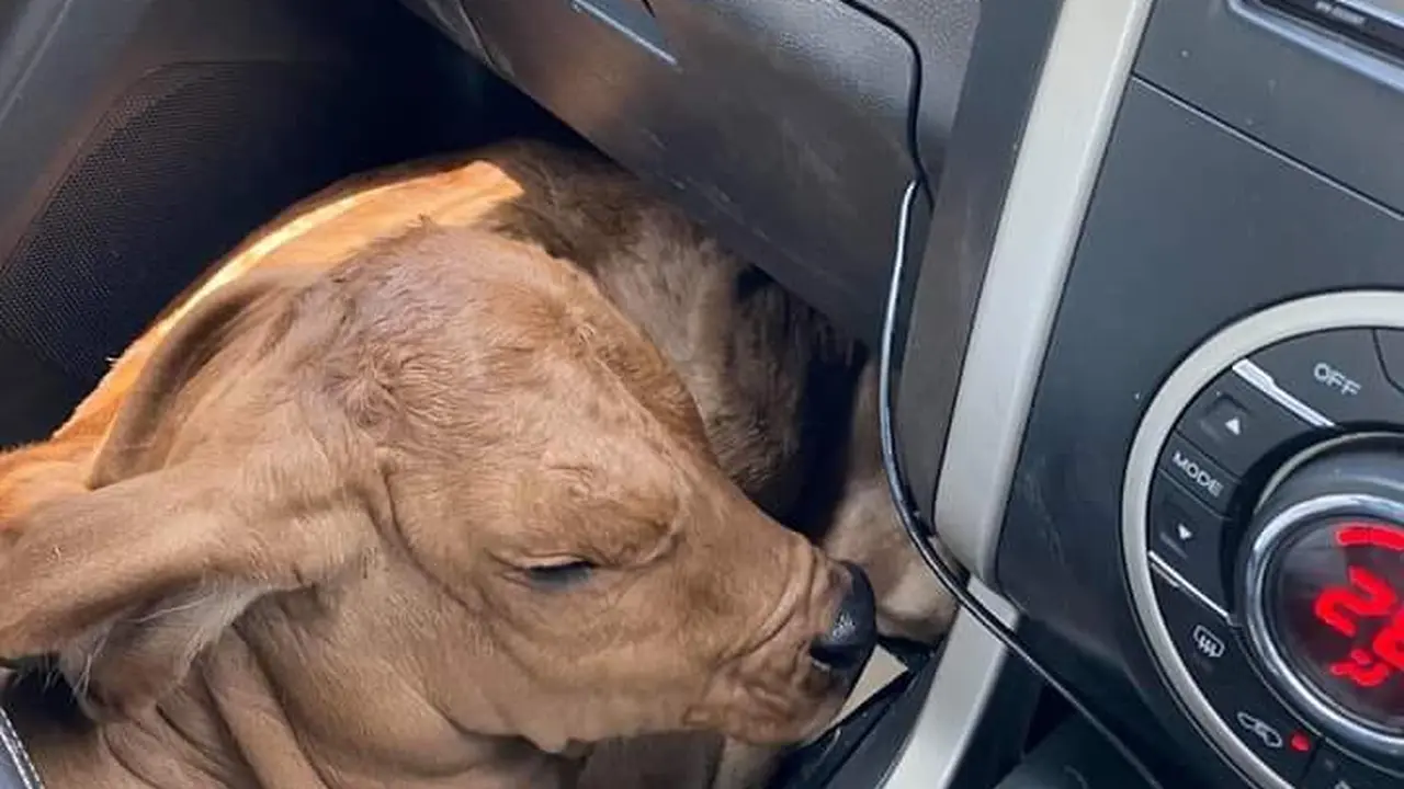 Pria Mabuk Bangga Selamatkan Anjing Terlantar, Ternyata...
