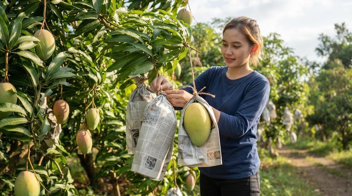 Cara Mengatasi Lalat Buah pada Mangga Menjelang Panen