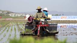 Petani menanam padi menggunakan penanam bibit padi di Chongsan Cooperative Farm, Distrik Kangso, Nampho, Korea Utara, 9 Mei 2022. (AP Photo/Cha Song Ho)