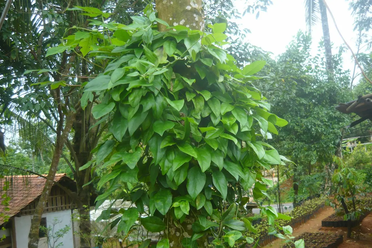 [Bintang] Daun Cincau