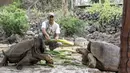 Petugas memberi makan kura-kura raksasa Galapagos di Taman Nasional Galapagos, Ekuador, 12 September 2017. Kura-kura Galapagos adalah yang terbesar di dunia dan salah satu hewan yang paling ramah di Galápagos. (HO / GALAPAGOS NATIONAL PARK / AFP)
