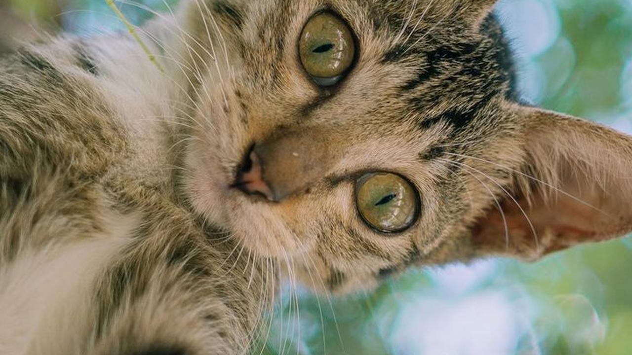 Nama Kucing Bahasa Korea Penuh Makna<br>