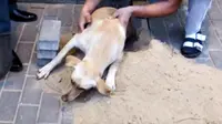 Tidak Sengaja, Anjing Ini Terkubur Hidup-hidup
