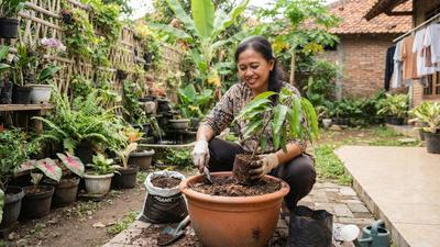 8 Tanda Tanaman Buah Harus Ganti Pot, Jangan Sampai Gagal Panen
