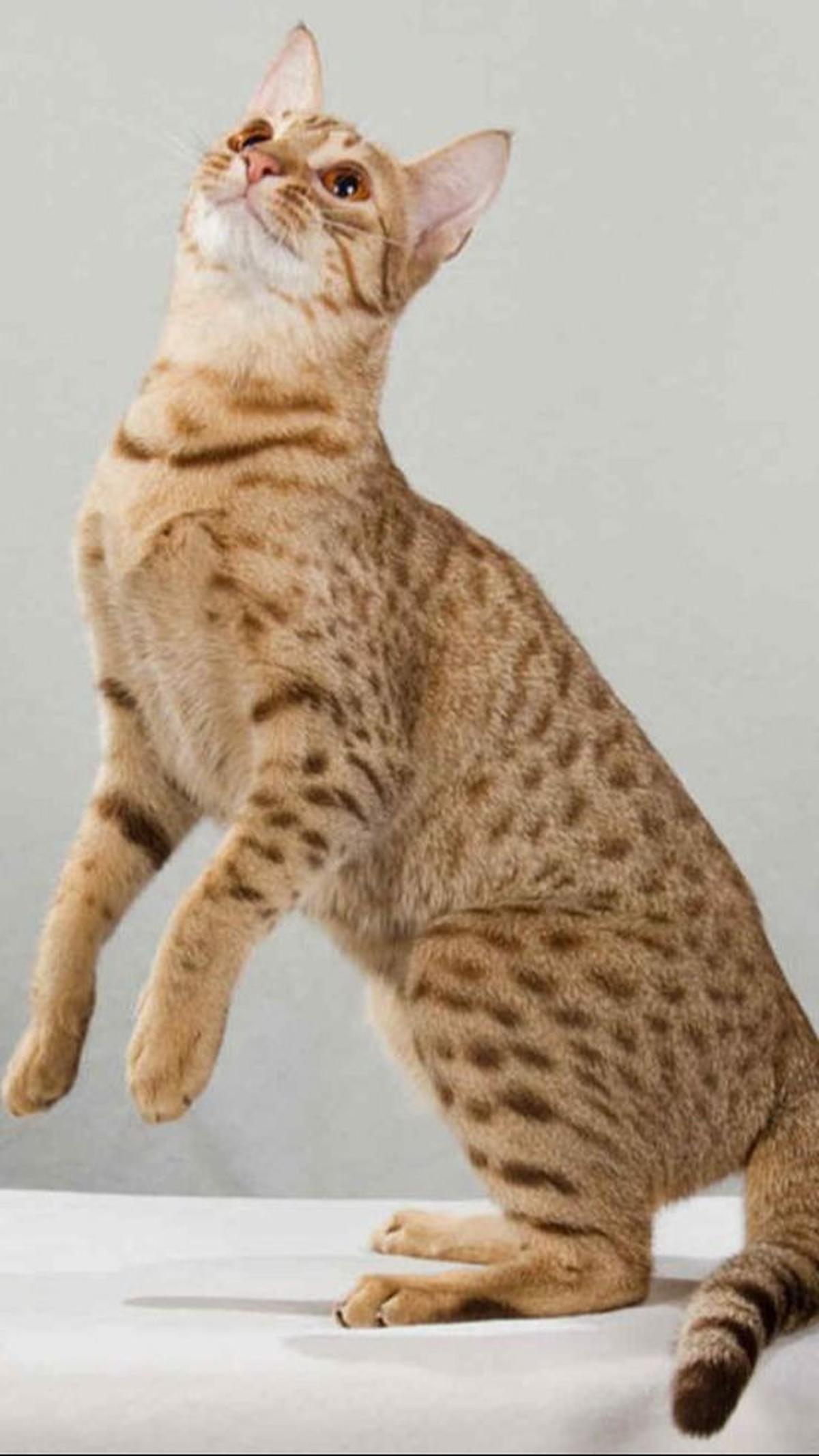 <b>Kucing Ras Ocicat</b>