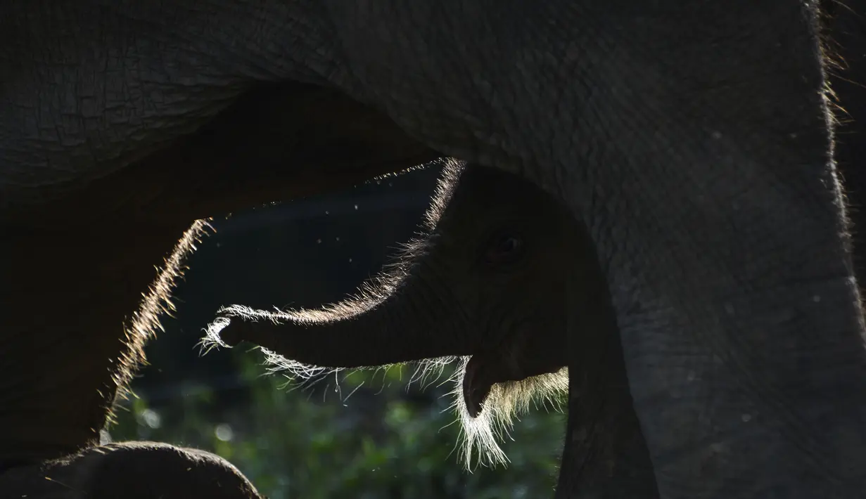 Bayi gajah sumatera yang baru lahir meminta ibunya bernama Suci (30 tahun) untuk menyusui di Unit Respons Konservasi Alue Kuyun di Meulaboh, provinsi Aceh (27/7/2019). Bayi gajah betina tersebut memiliki berat 70 kilogram, panjang 100 cm dan tinggi 90 cm. (AFP Photo/Chaideer Mahyuddin)