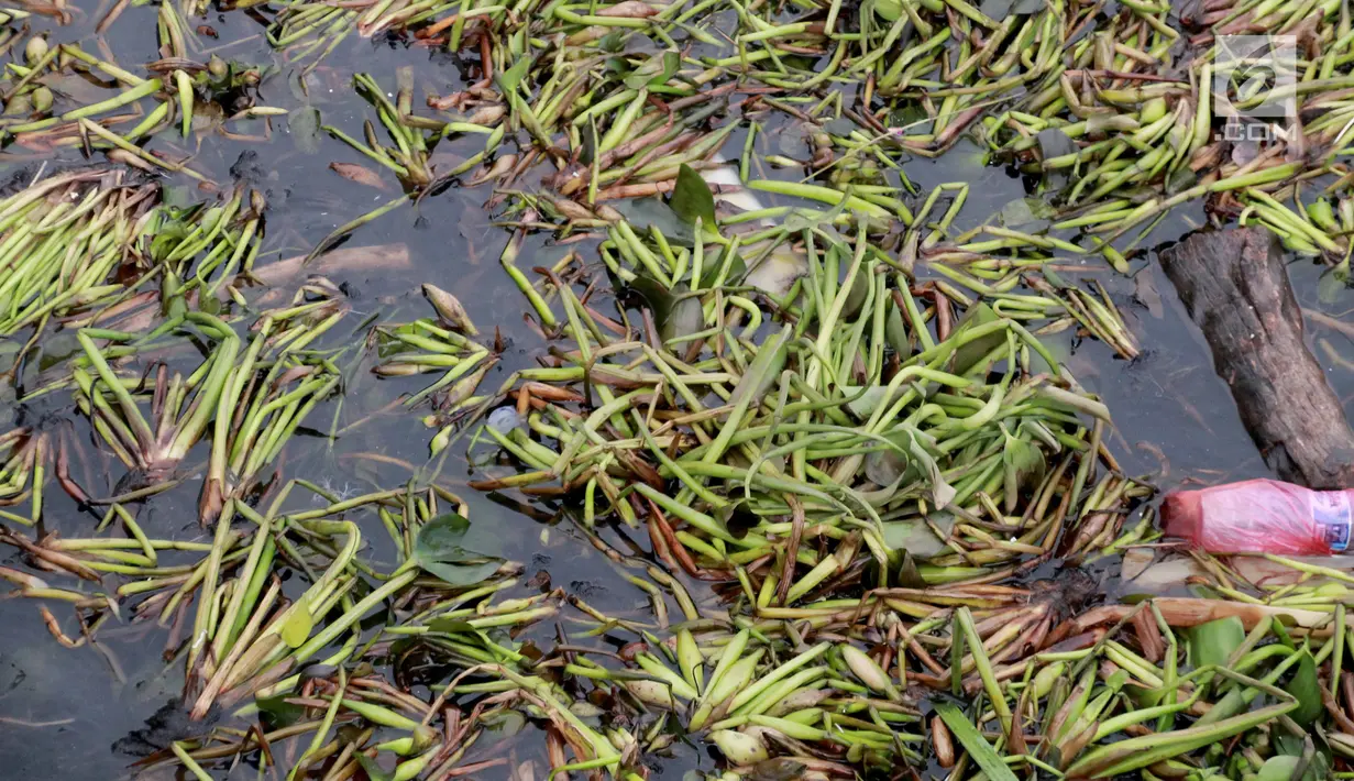 Tanaman eceng gondok memenuhi pantai Kelurahan Pohe, Gorontalo, Jumat (22/2). Tanaman ini berasal dari Danau Limboto yang terbawa arus sungai hingga ke Teluk Gorontalo dan memenuhi pinggiran pantai di desa-desa sekitar. (Liputan6.com/Arfandi Ibrahim)