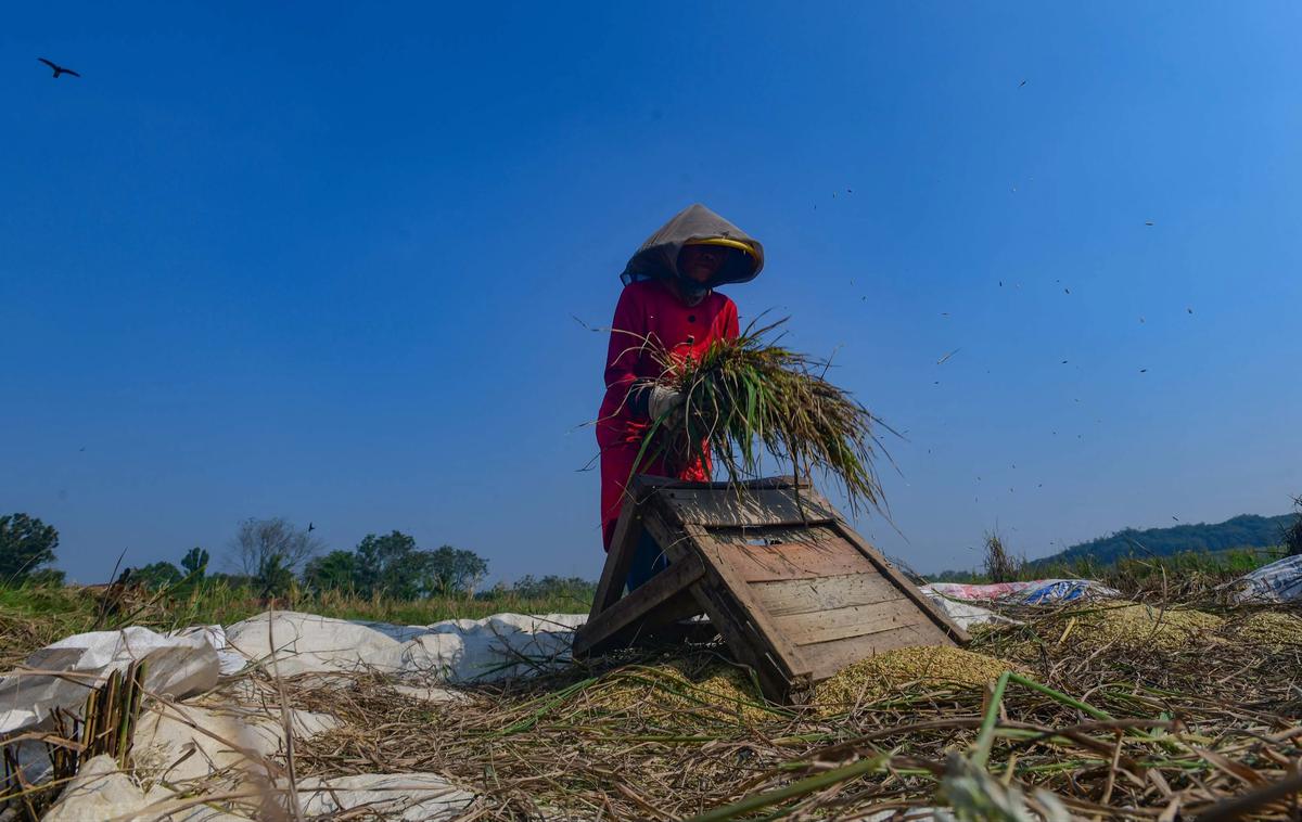 FOTO: Wereng dan Kekeringan Picu Gagal Panen di Jonggol