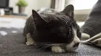 Ada beberapa cara yang bisa Anda lakukan agar kucing Anda betah tidur di tempatnya sendiri.