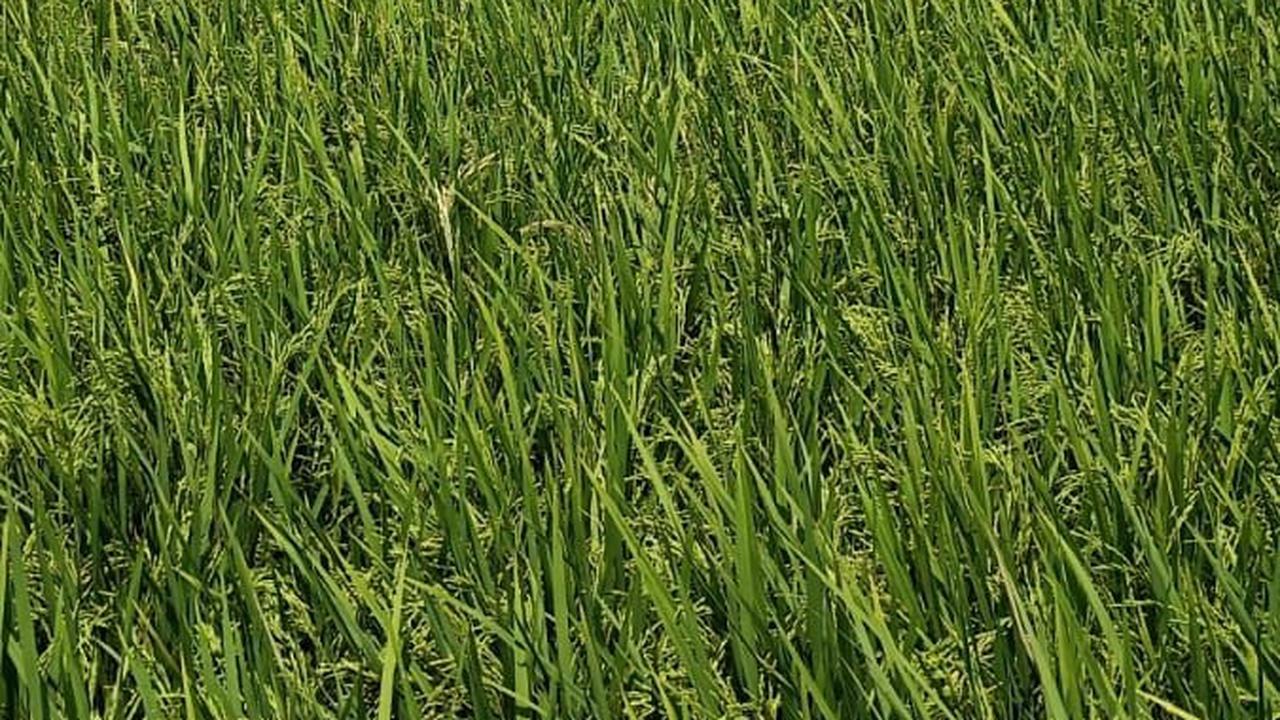Jaga Produksi Pangan Dampak El Nino, Bupati Ipuk Intruksikan Dinas Terkait Pantau Debit Air Irigasi