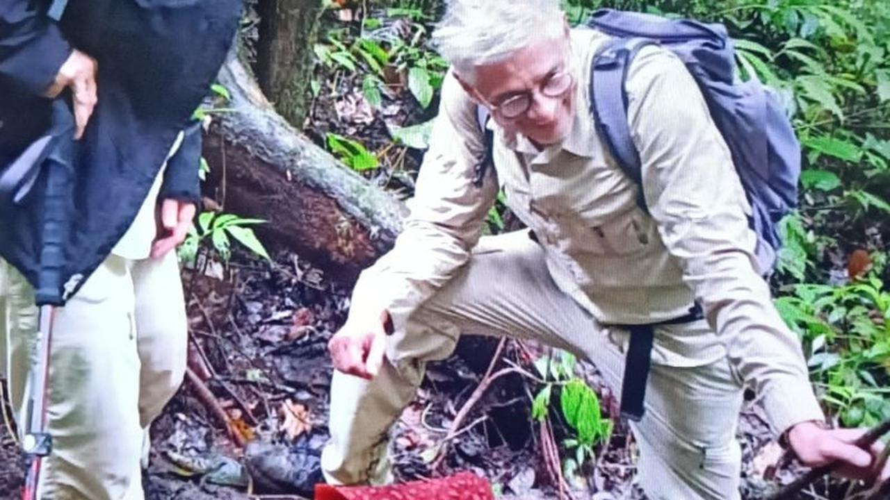 Dua Bunga Rafflesia Arnoldii Mekar Serempak di Hutan Palupuh Agam, Tarik Perhatian Global