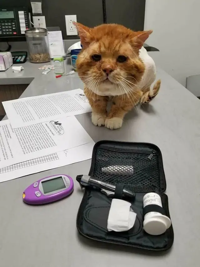 Viral, Kisah Pilu Kucing Liar Meminta Tolong ke Manusia karena Kesakitan