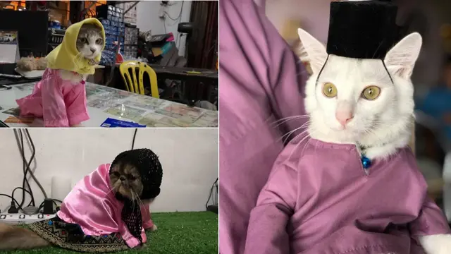 Bikin Gemas, Begini Penampakan Kalo Kucing Ikut Lebaran