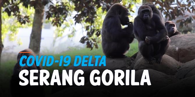 VIDEO: Covid-19 Varian Delta Infeksi Gorila di Kebun Binatang Atlanta