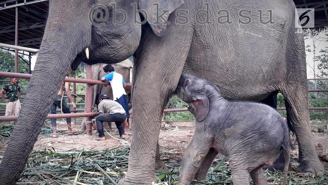 Anak Gajah Sumatera (elephas maximus sumatranus) yang lahir secara alami meminum susu ibunya di Barumun, Sumatera Utara. Gajah ini memiliki berat badan 96,49 kg tinggi badan 86 cm dan lingkar dada 107 cm. (Liputan6.com/HO/Humas KLHK)