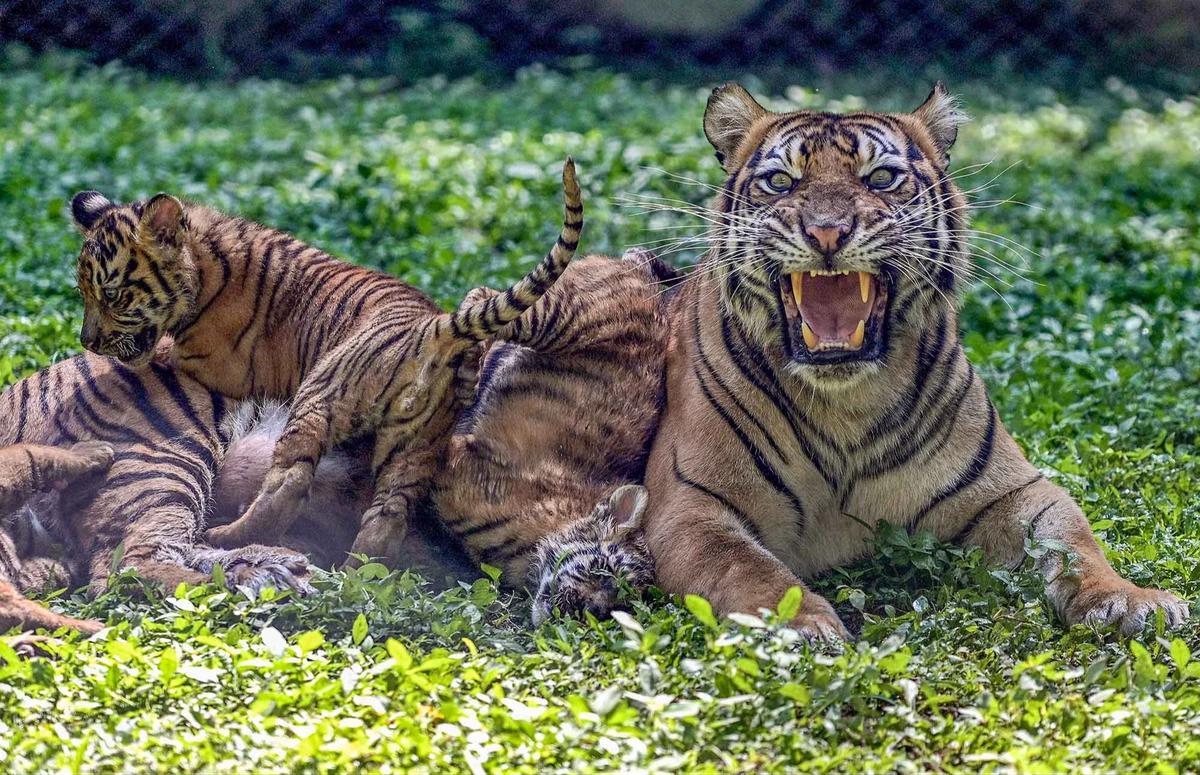 FOTO: Tingkah Menggemaskan Empat Anak Harimau Sumatra di Taman Safari Prigen