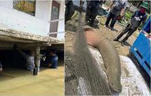 Detik-Detik Ikan Raksasa 'Ngamuk' saat Ditangkap, Petugas Kewalahan Sampai Terluka lalu Dilarikan ke RS