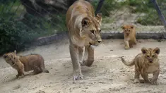 Seekor singa berber Khalila berjalan dengan anak-anaknya dalam kandang mereka di kebun binatang di Dvur Kralove, Republik Ceko, Kamis (10/9/2020). Tiga bayi singa berber yang lahir pada 5 Juli lalu tersebut merupakan subspesies langka dan telah punah di alam liar. (AP Photo/Petr David Josek)