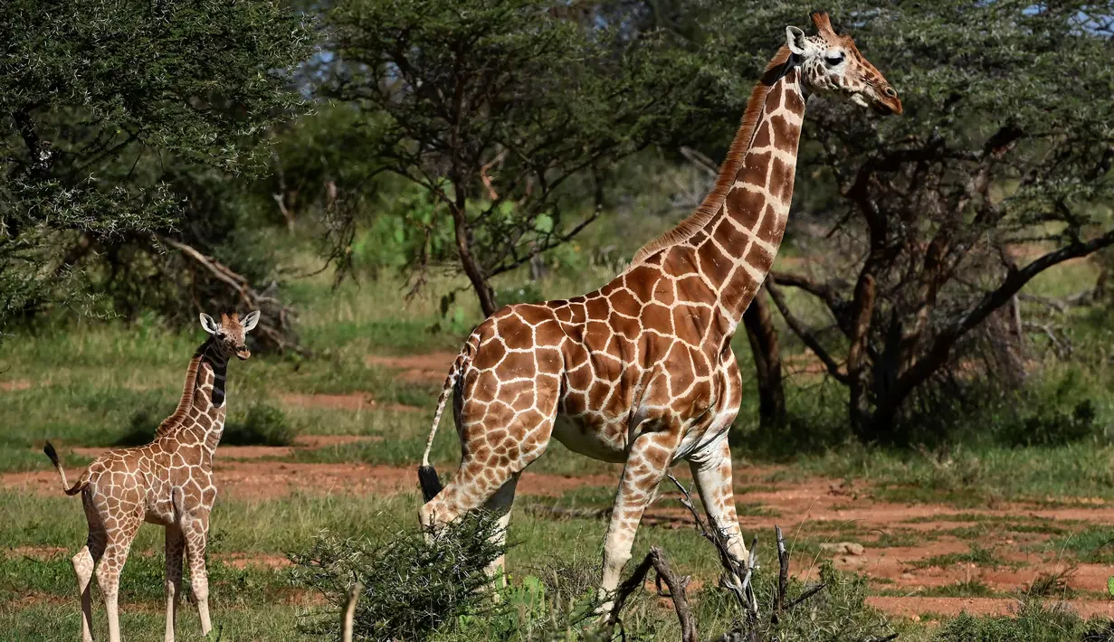 Jerapah reticulated mencari makan di Konservasi Loisaba, Laikipia, Kenya, 5 Agustus 2019. Jerapah sebagai pemakan rumput dan daun-daunan sangat penting bagi ekosistem. (TONY KARUMBA/AFP)