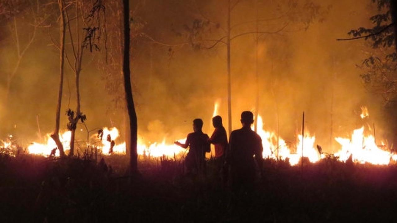 Meratapi kehidupan orang utan di Kalimantan terancam kabut asap