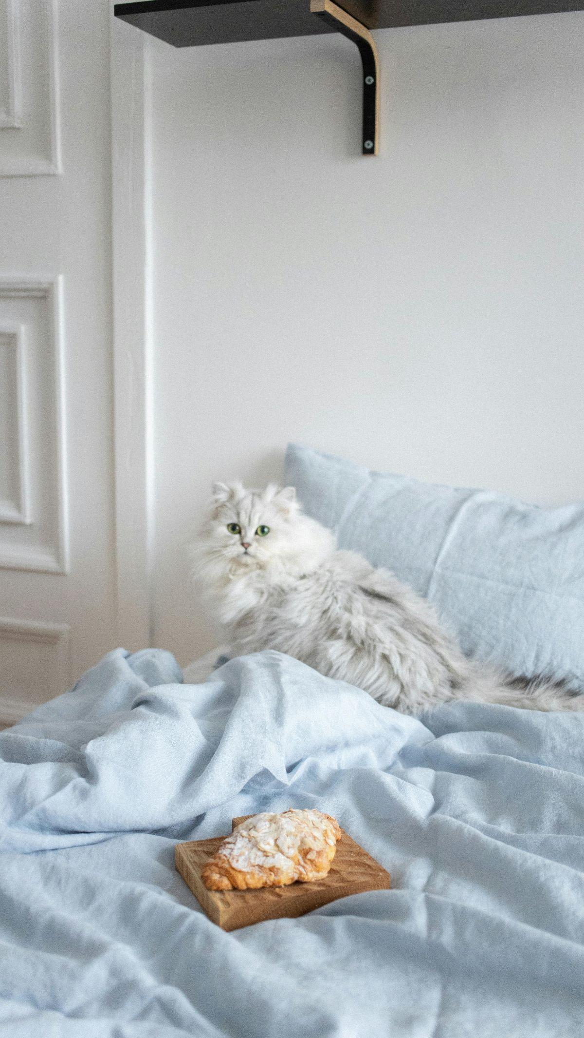 <b>Kucing Ras Persia</b>