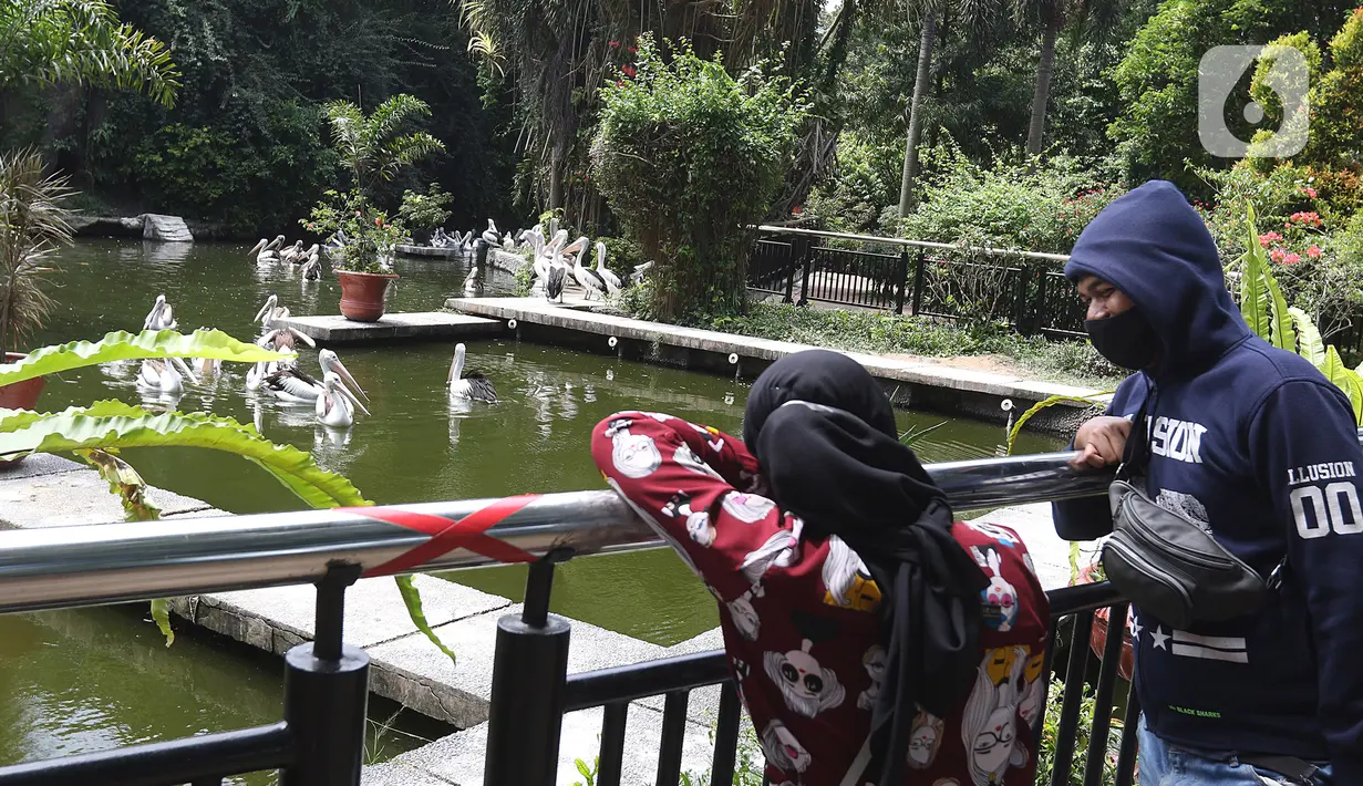 Wisatawan mengamati burung pelikan di Taman Margasatwa Ragunan, Jakarta Selatan, Sabtu (26/12/2020). Kawasan Ragunan pada libur panjang Natal 2020 ini terpantau cukup ramai meski tak seramai di hari sebelum Covid-19 merebak di Indonesia ini. (Liputan6.com/Herman Zakharia)