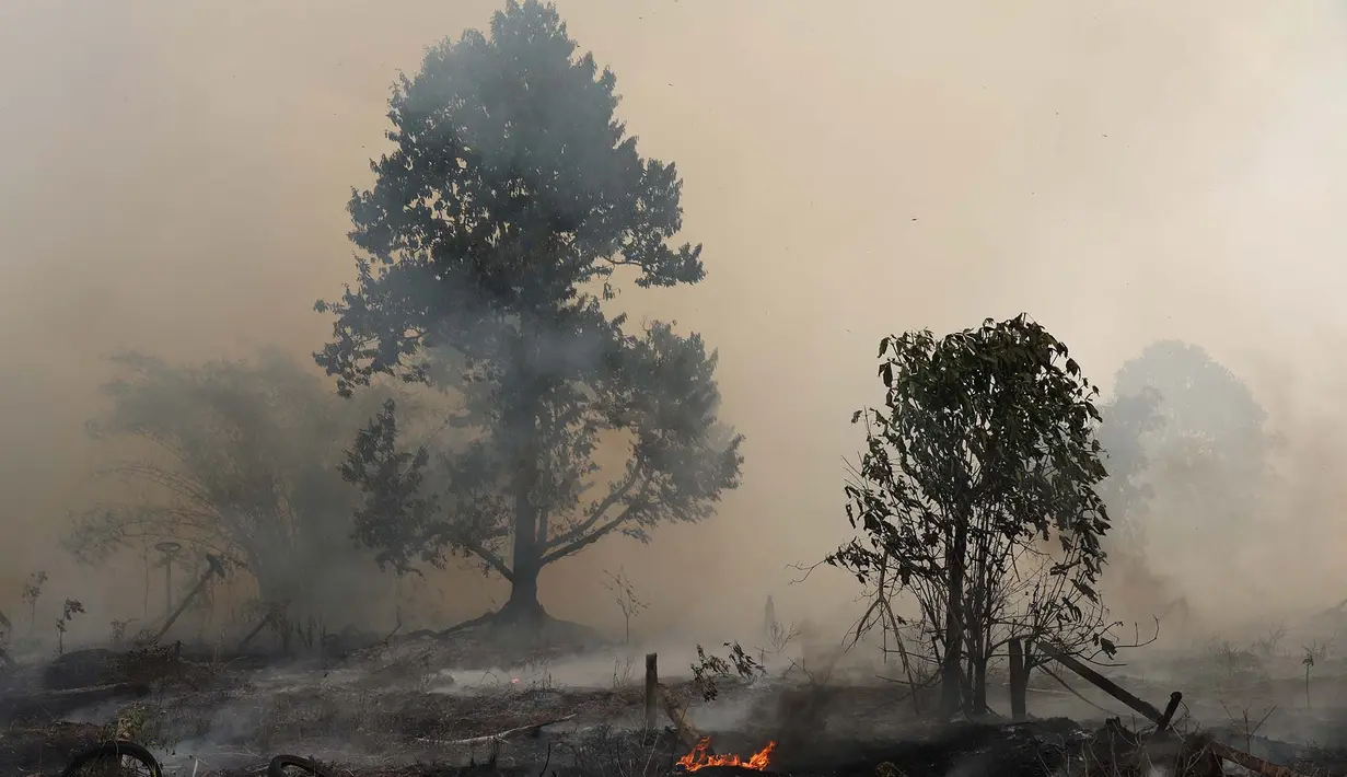 Pohon-pohon yang terbakar terlihat saat api melalap lahan gambut di Kubu Raya, Kalimantan Barat, Indonesia, Selasa, 11 Agustus 2026. (AP Photo/Stefanus Taman)