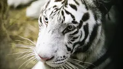 Seekor harimau putih berusia 4 tahun difoto setelah melahirkan tiga anak di kebun binatang di Managua, Nikaragua pada Rabu (3/11/2021). Tiga anak harimau putih, terdiri dari dua betina dan satu jantan, lahir untuk pertama kalinya di penangkaran Kebun Binatang Nikaragua. (OSWALDO RIVAS / AFP)