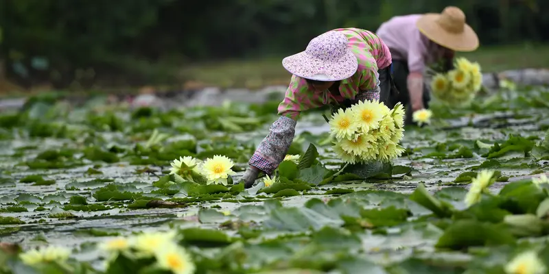 Panen Bunga Teratai di Guangxi