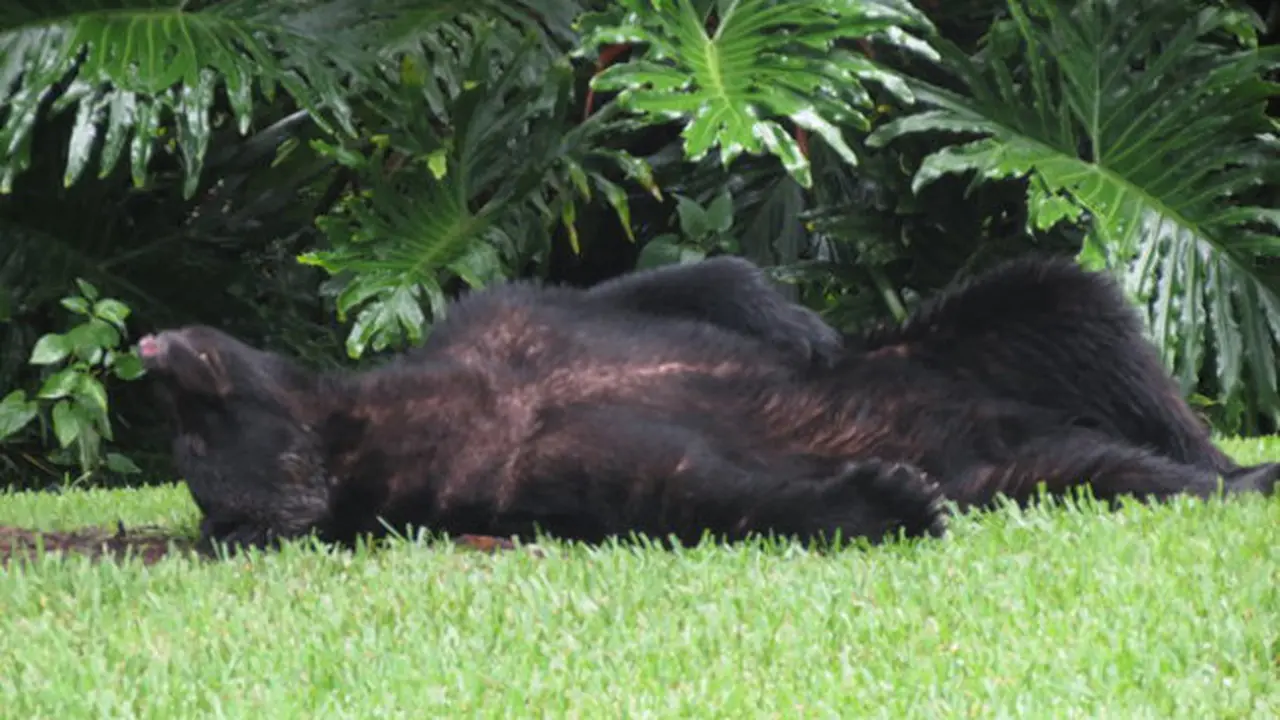 Beruang Curi Makanan Anjing 10 Kg, Tidur Kekenyangan