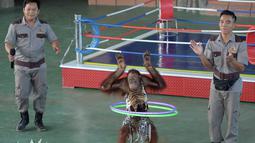 Seekor orangutan bermain hula hoop saat pembukaan Phnom Penh Safari di Kamboja, Sabtu (23/6). Walau demikian, atraksi tersebut masih banyak dijumpai di beberapa kebun binatang di Asia Tenggara. (AFP/Tang Chhin Sothy)