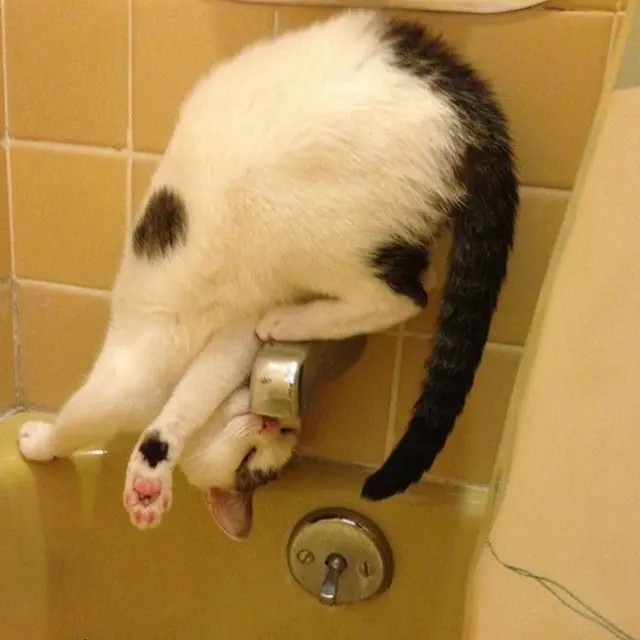 10 Tingkah Kucing Dengan Tubuh Lentur Bak Master Yoga