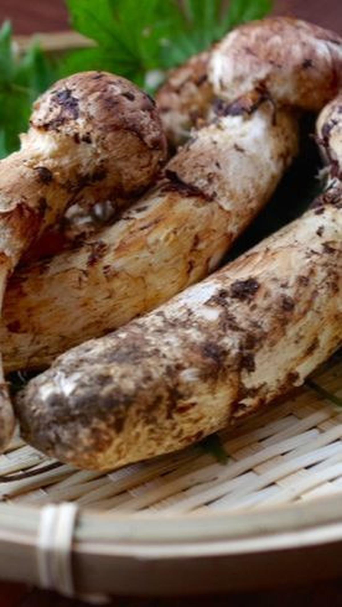 Produksi Jamur Matsutake