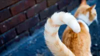 Ketahui Suasana Hati dan Emosi Kucing dari Gerakan Ekornya