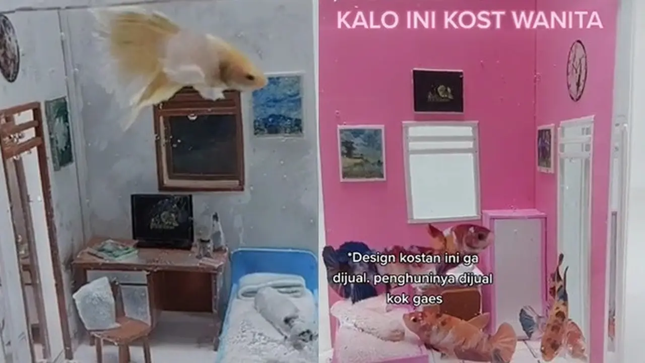 Viral, Akuarium Ikan Cupang Bak Kamar Kos Ini Bikin Ketawa Geli