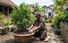 8 Cara Mengatasi Tanah di Tabulampot Cepat Padat, Perhatikan Ini Sebelum Bongkar Pot