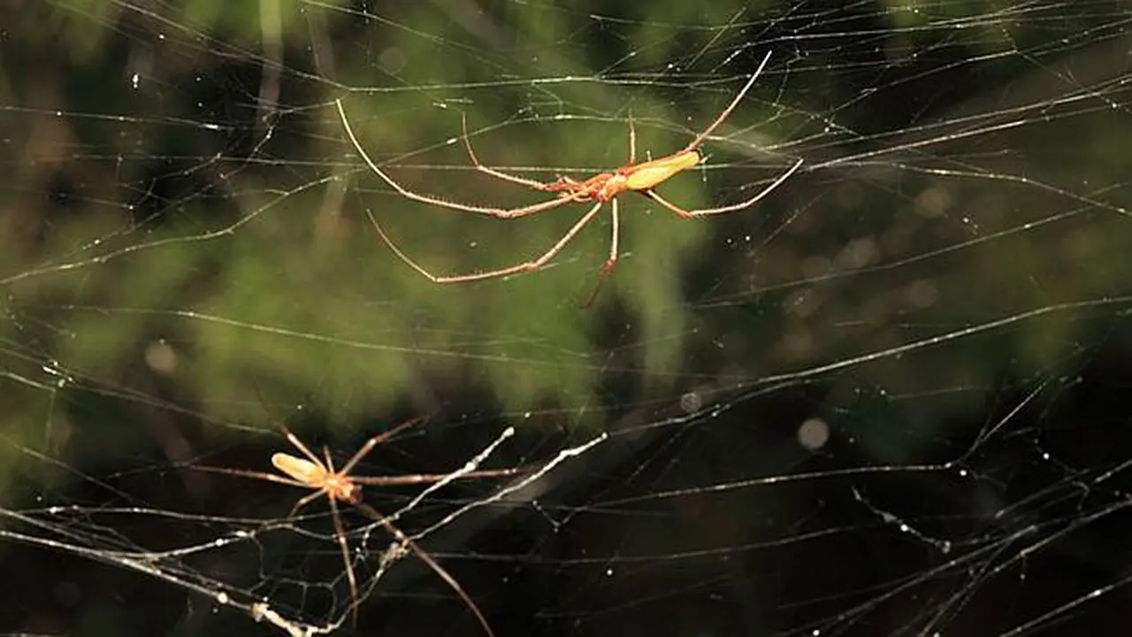 Fenomena 'Rambut Malaikat' Gegerkan Texas