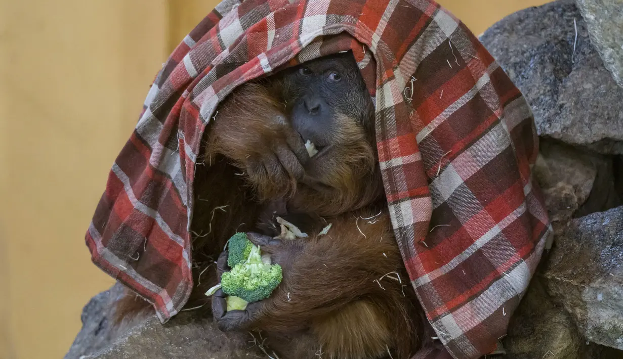 Foto pada 28 Januari 2022 ini menunjukkan orangutan Putri sedang makan sambil melindungi bayinya, di bawah selimut, di kandang mereka di Kebun Binatang Amneville di Amneville, Prancis timur. Bayi orangutan tersebut lahir pada 22 Januari lalu. (JEAN-CHRISTOPHE VERHAEGEN / AFP)
