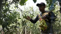Petani memetik buah apel di salah satu perkebunan kawasan Batu, Malang, Jawa Timur, Rabu (25/9/2019). Apel Malang dihargai Rp 25 ribu hingga Rp 30 ribu per kilogramnya. (Liputan6.com/JohanTallo)