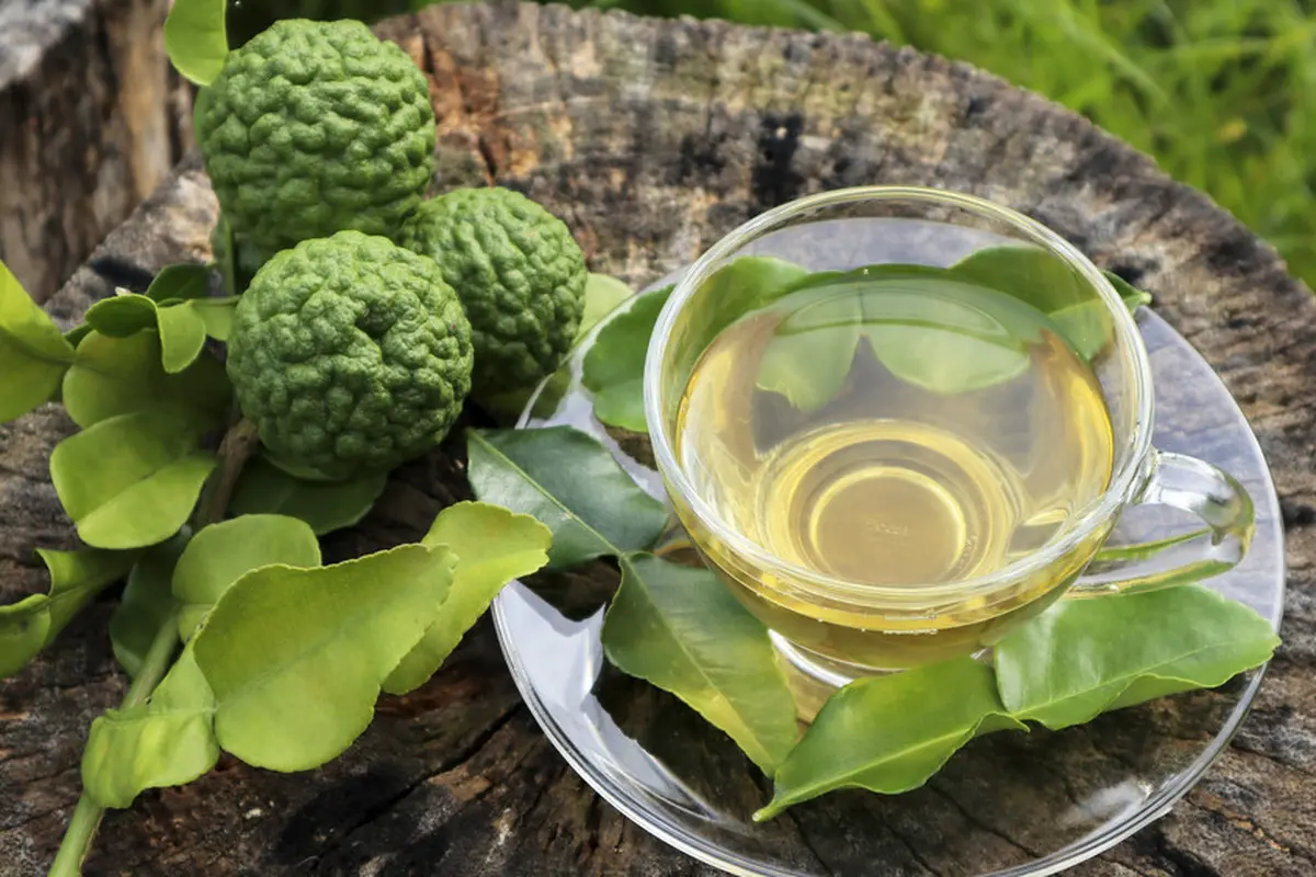 resep daun jeruk pecel purut
