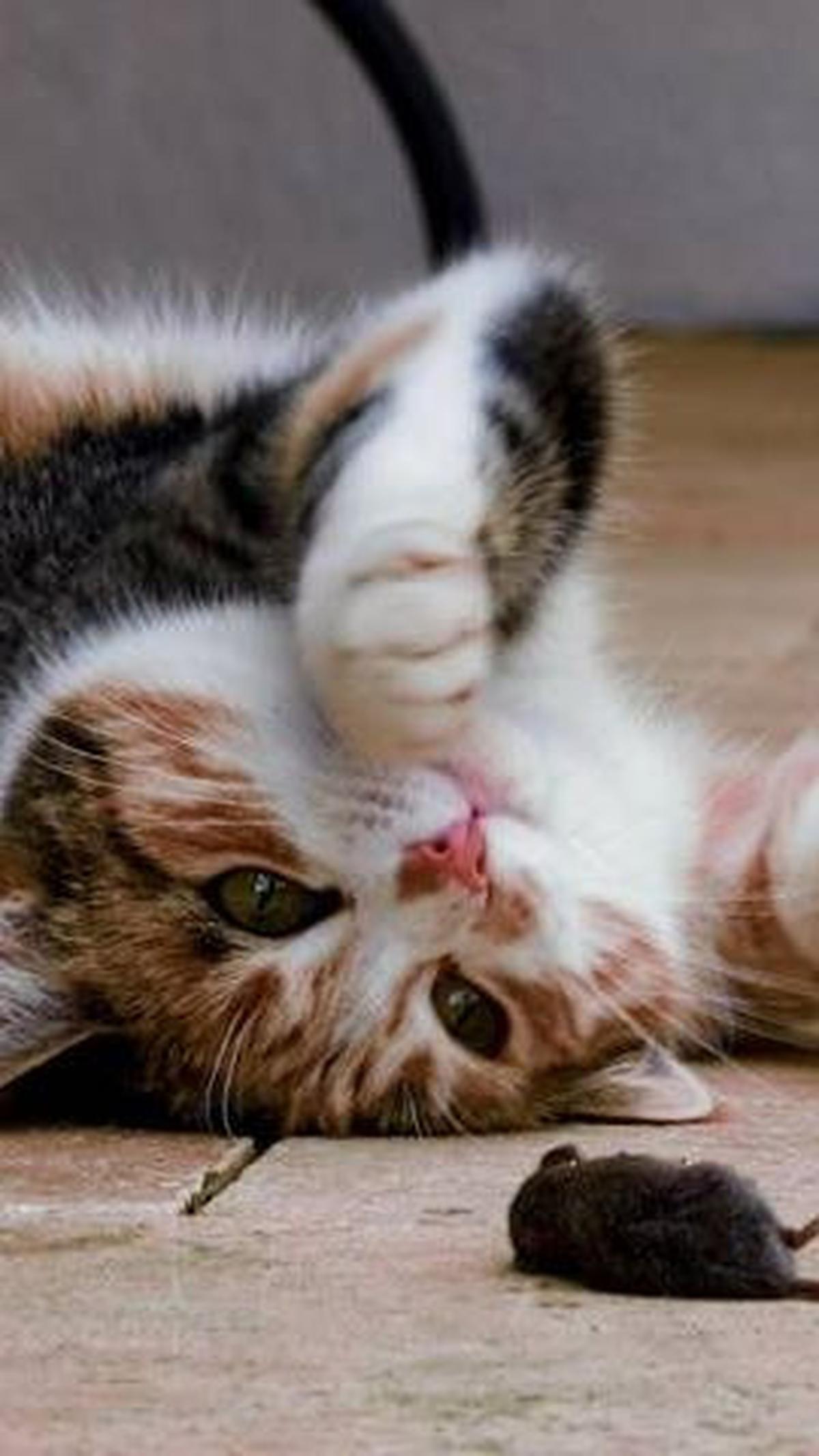 Nama Kucing Bahasa Jepang <br>