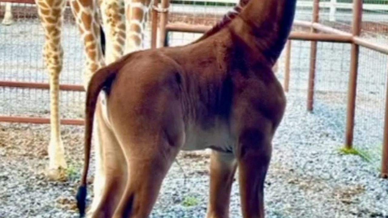 Pihak kebun binatang juga telah mengusulkan empat nama anak jerapah langka itu yang sudah dibagikan di halaman Facebook Brights Zoo.
