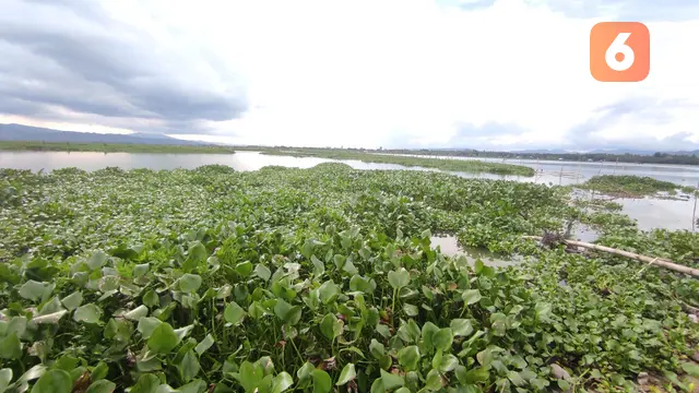 Danau Limboto, Gorontalo yang kini tertutup oleh tanaman air Eceng Gondok. Foto:Sarjan Mongabay (Arfandi/Liputan6.com)