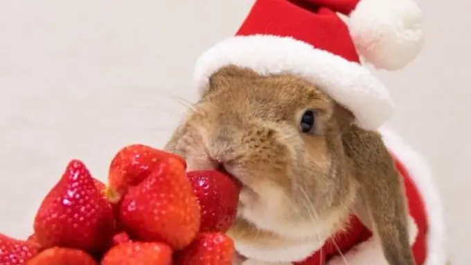 Pui Pui, Kelinci Lucu yang Follower IGnya Bejibun