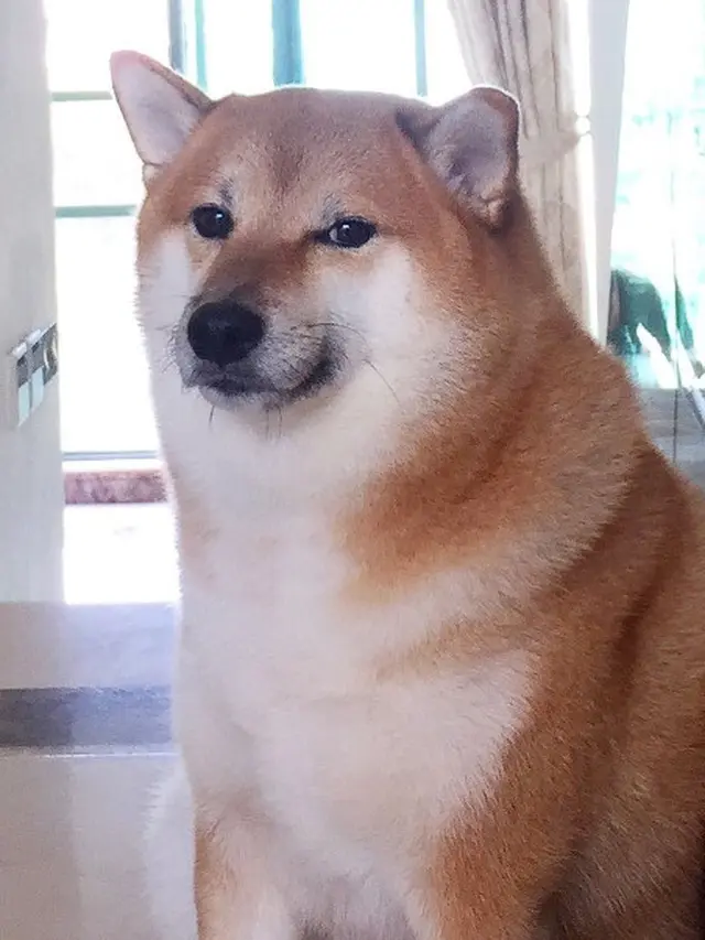 Anjing Shiba Inu Balltze yang Viral Jadi Meme Mati karena Kanker, Warganet Berduka