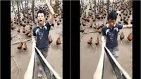 Menghibur, Aksi Kocak Pria Bernyanyi Dibuntuti Ratusan Ayam Ternak