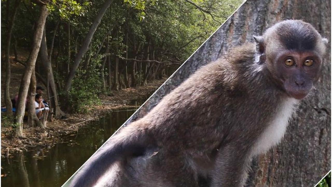 FOTO: Serunya Ekowisata Mangrove di Pantai Indah Kapuk, Pengunjung Bisa Memancing, Menanam Pohon hingga Berinteraksi dengan Hewan Endemik