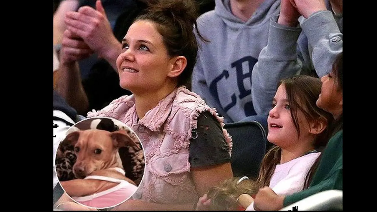 Anjing Putri Kati Holmes Telah Ditemukan, Bagaimana Ceritanya?