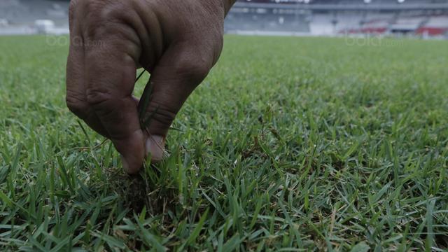 Zoysia matrella, Rumput SUGBK, Renovasi SUGBK, Rumput Manila