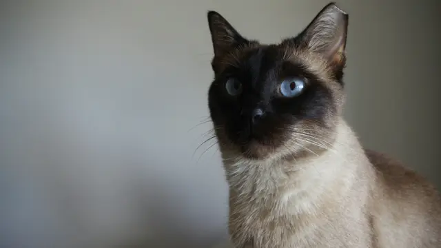 Siamese